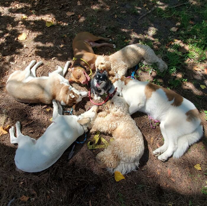Wait, They Actually Got Dozens of Dogs to Sit Still for These Perfect Group Photos?!