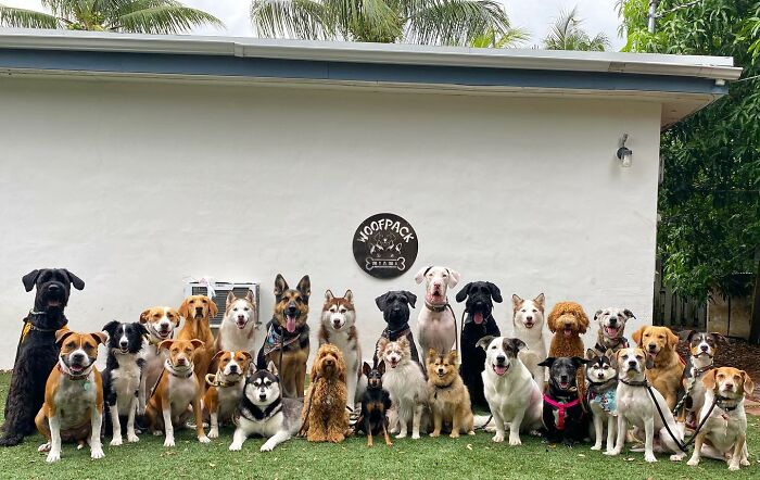 Wait, They Actually Got Dozens of Dogs to Sit Still for These Perfect Group Photos?!
