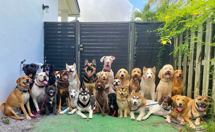 Wait, They Actually Got Dozens of Dogs to Sit Still for These Perfect Group Photos?!