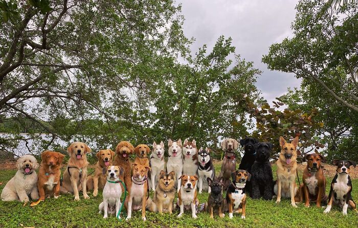 Wait, They Actually Got Dozens of Dogs to Sit Still for These Perfect Group Photos?!