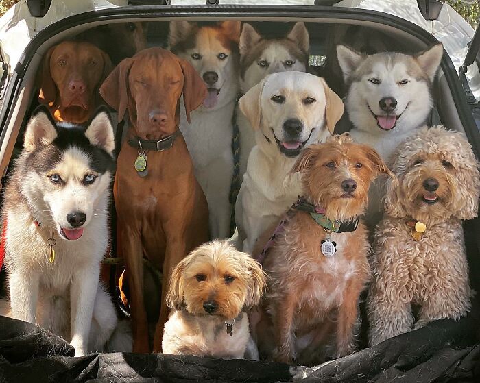 Wait, They Actually Got Dozens of Dogs to Sit Still for These Perfect Group Photos?!