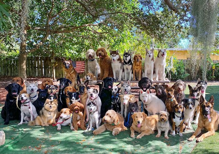 Wait, They Actually Got Dozens of Dogs to Sit Still for These Perfect Group Photos?!