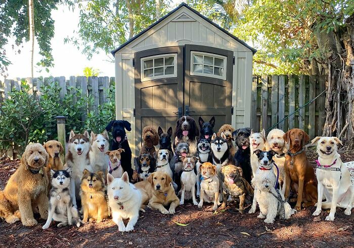 Wait, They Actually Got Dozens of Dogs to Sit Still for These Perfect Group Photos?!