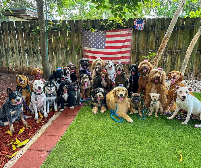 Wait, They Actually Got Dozens of Dogs to Sit Still for These Perfect Group Photos?!