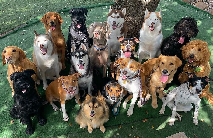 Wait, They Actually Got Dozens of Dogs to Sit Still for These Perfect Group Photos?!