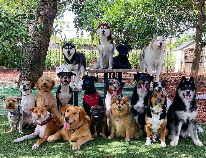 Wait, They Actually Got Dozens of Dogs to Sit Still for These Perfect Group Photos?!