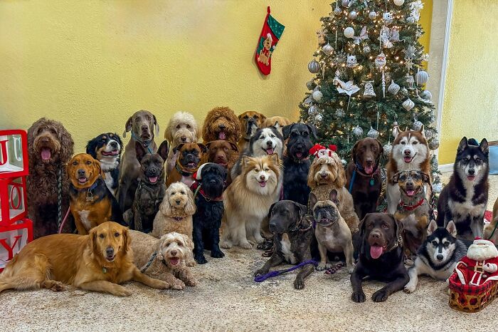 Wait, They Actually Got Dozens of Dogs to Sit Still for These Perfect Group Photos?!