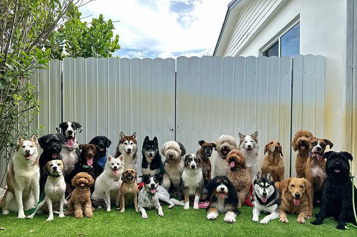 Wait, They Actually Got Dozens of Dogs to Sit Still for These Perfect Group Photos?!