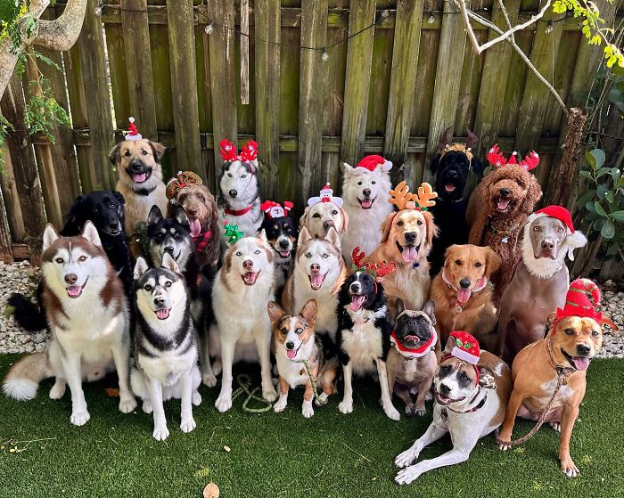 Wait, They Actually Got Dozens of Dogs to Sit Still for These Perfect Group Photos?!