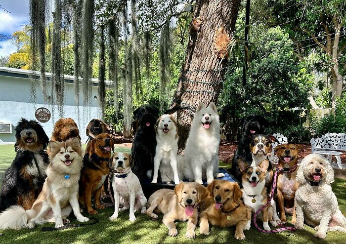 Wait, They Actually Got Dozens of Dogs to Sit Still for These Perfect Group Photos?!
