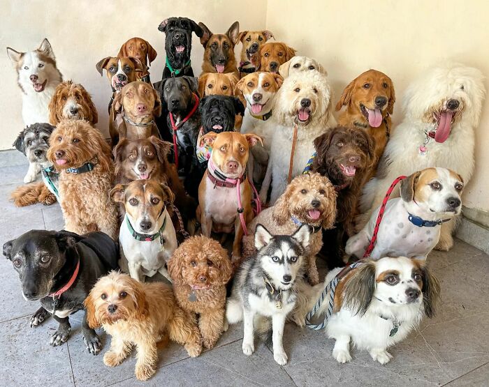 Wait, They Actually Got Dozens of Dogs to Sit Still for These Perfect Group Photos?!