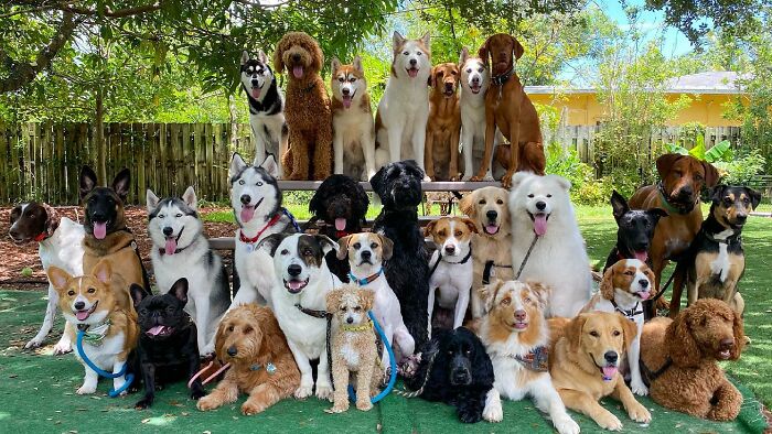 Wait, They Actually Got Dozens of Dogs to Sit Still for These Perfect Group Photos?!
