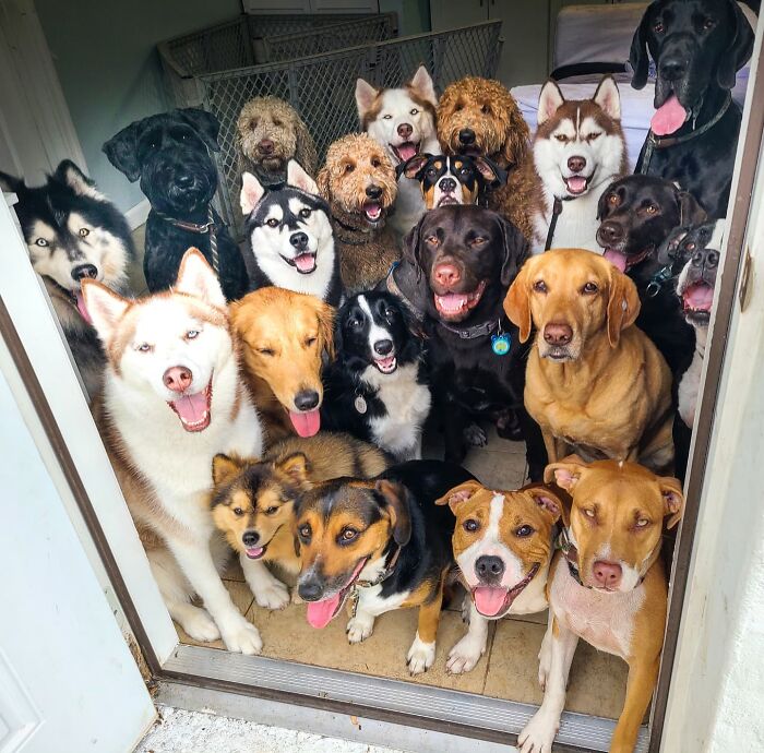 Wait, They Actually Got Dozens of Dogs to Sit Still for These Perfect Group Photos?!