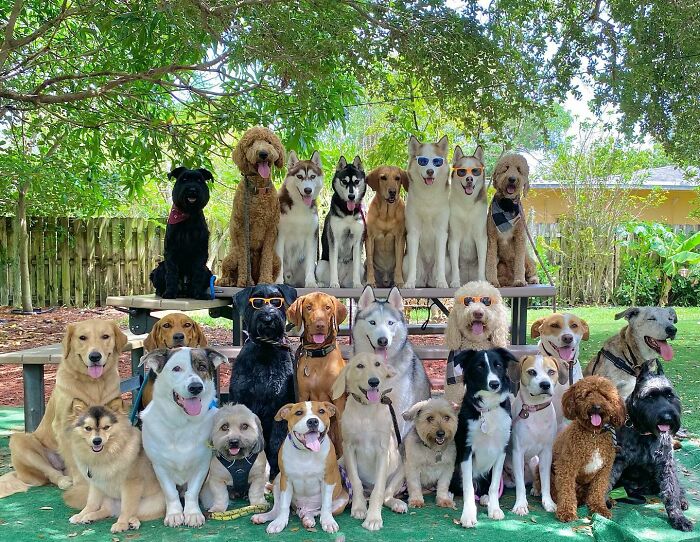 Wait, They Actually Got Dozens of Dogs to Sit Still for These Perfect Group Photos?!