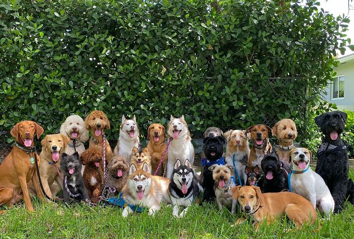 Wait, They Actually Got Dozens of Dogs to Sit Still for These Perfect Group Photos?!