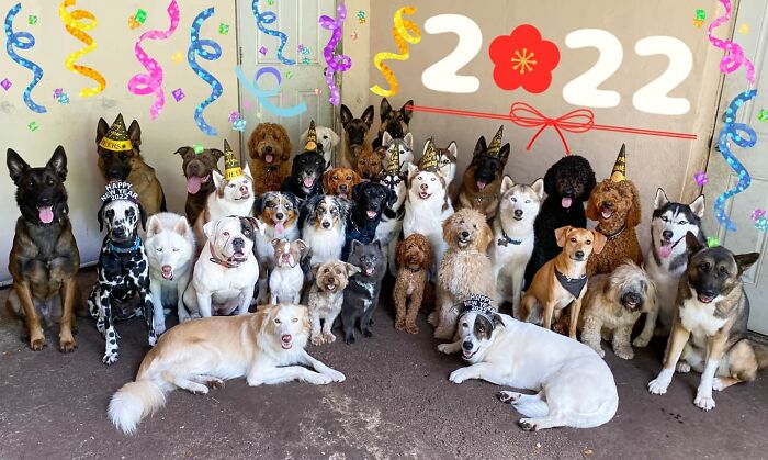 Wait, They Actually Got Dozens of Dogs to Sit Still for These Perfect Group Photos?!