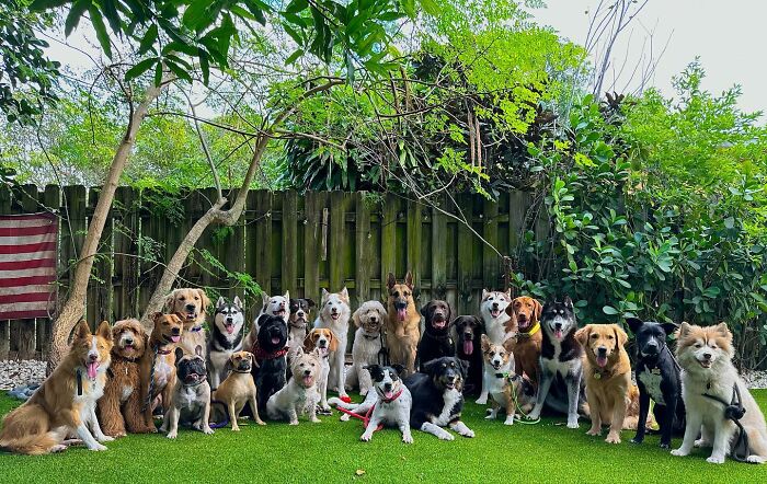 Wait, They Actually Got Dozens of Dogs to Sit Still for These Perfect Group Photos?!