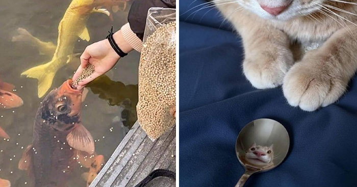 These 113 Adorable Animal Pics Are Basically Happiness in Photo Form