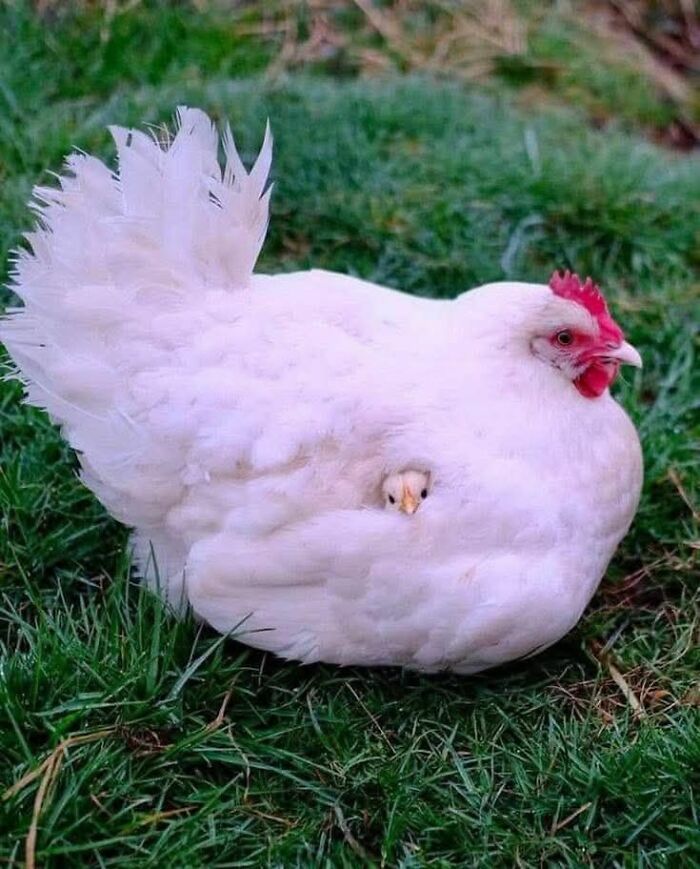 These 113 Adorable Animal Pics Are Basically Happiness in Photo Form