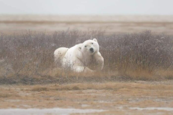 These 113 Adorable Animal Pics Are Basically Happiness in Photo Form