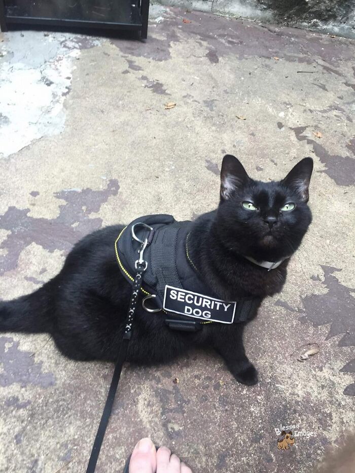 These 113 Adorable Animal Pics Are Basically Happiness in Photo Form