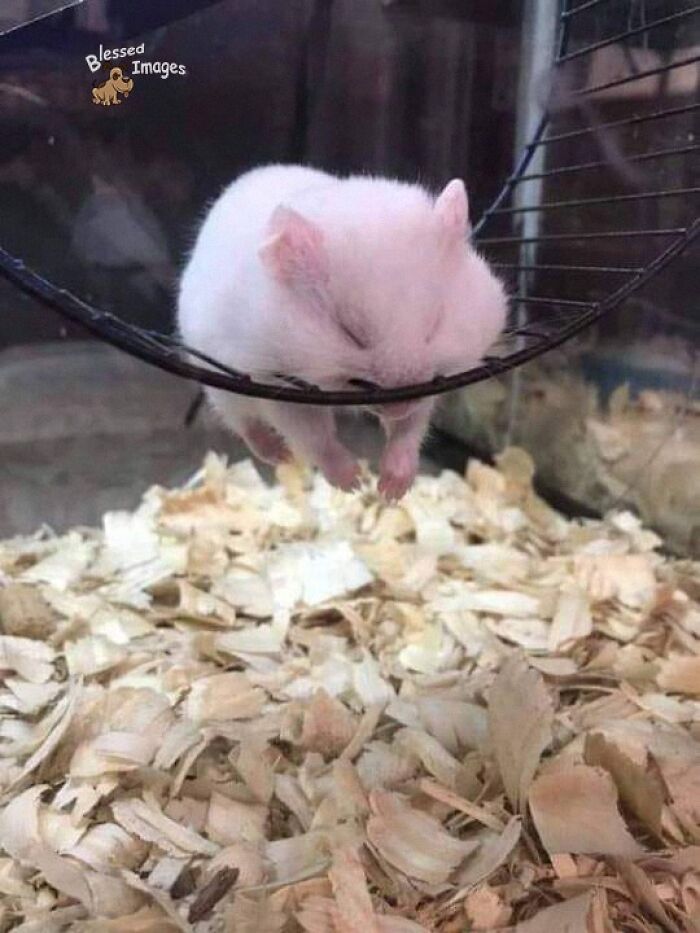 These 113 Adorable Animal Pics Are Basically Happiness in Photo Form