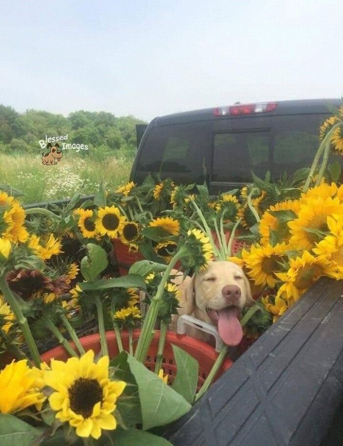 These 113 Adorable Animal Pics Are Basically Happiness in Photo Form