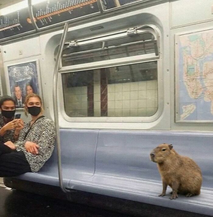 These 113 Adorable Animal Pics Are Basically Happiness in Photo Form