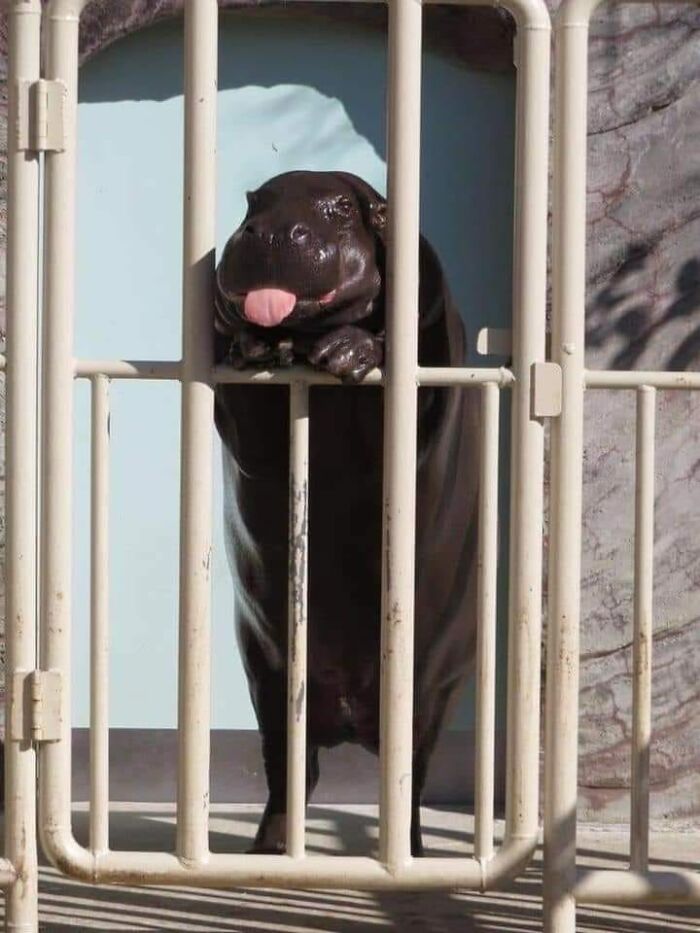 These 113 Adorable Animal Pics Are Basically Happiness in Photo Form