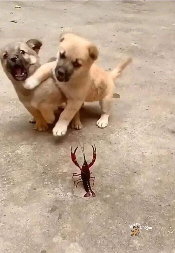 These 113 Adorable Animal Pics Are Basically Happiness in Photo Form