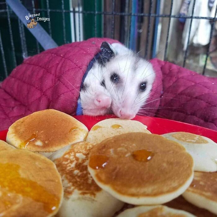 These 113 Adorable Animal Pics Are Basically Happiness in Photo Form