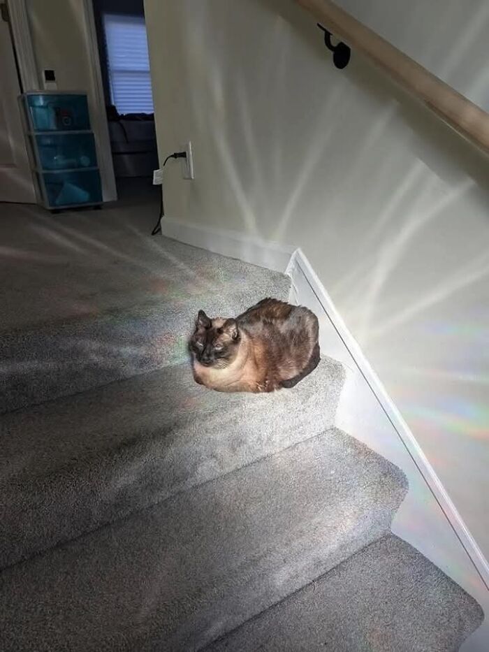 These 113 Adorable Animal Pics Are Basically Happiness in Photo Form