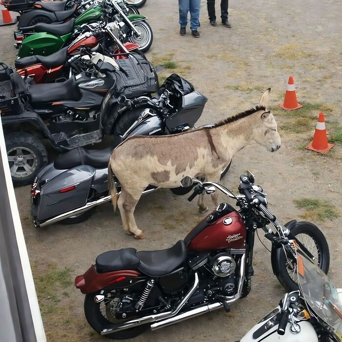 These 113 Adorable Animal Pics Are Basically Happiness in Photo Form