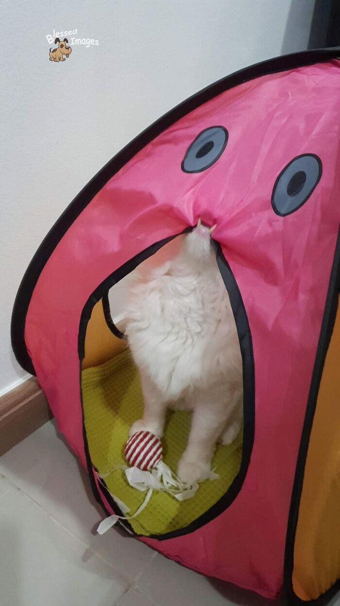 These 113 Adorable Animal Pics Are Basically Happiness in Photo Form