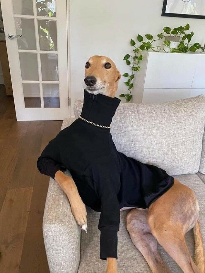 These 113 Adorable Animal Pics Are Basically Happiness in Photo Form