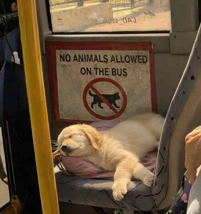 These 113 Adorable Animal Pics Are Basically Happiness in Photo Form