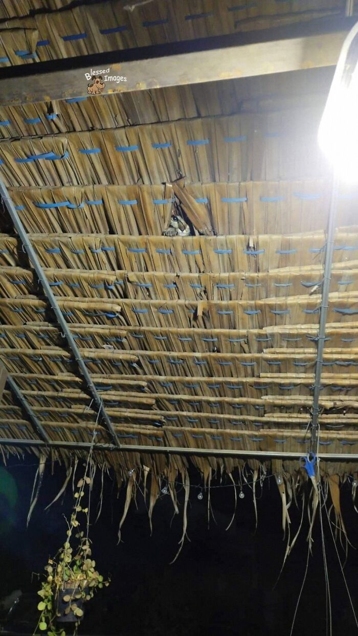 These 113 Adorable Animal Pics Are Basically Happiness in Photo Form