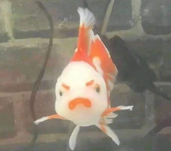 These 113 Adorable Animal Pics Are Basically Happiness in Photo Form