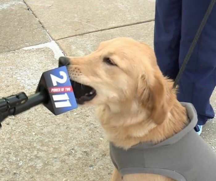 These 113 Adorable Animal Pics Are Basically Happiness in Photo Form