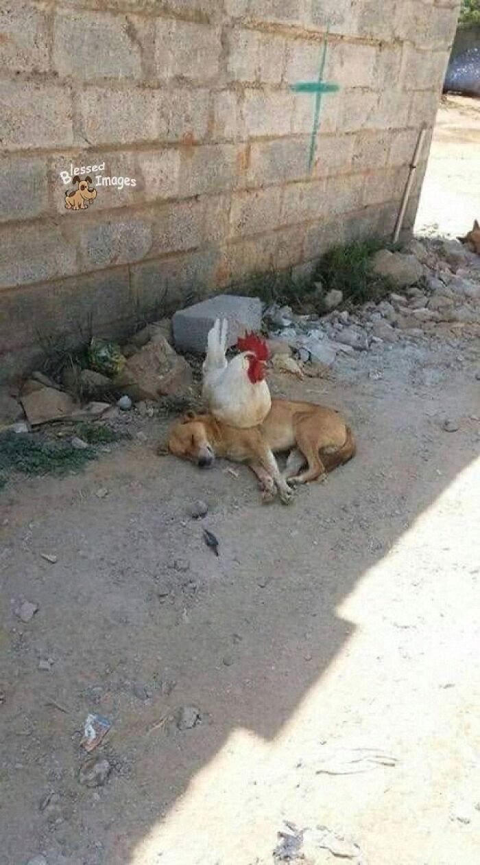 These 113 Adorable Animal Pics Are Basically Happiness in Photo Form