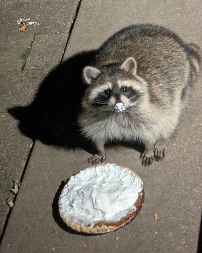 These 113 Adorable Animal Pics Are Basically Happiness in Photo Form