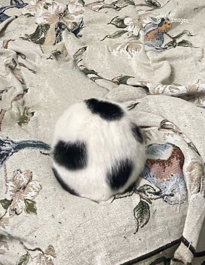 These 113 Adorable Animal Pics Are Basically Happiness in Photo Form