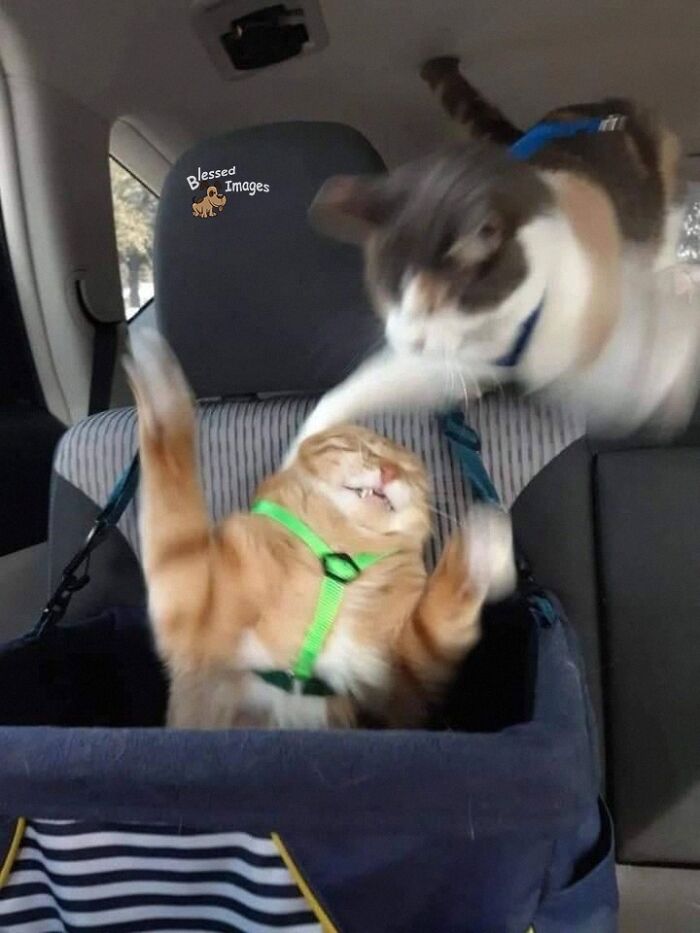 These 113 Adorable Animal Pics Are Basically Happiness in Photo Form