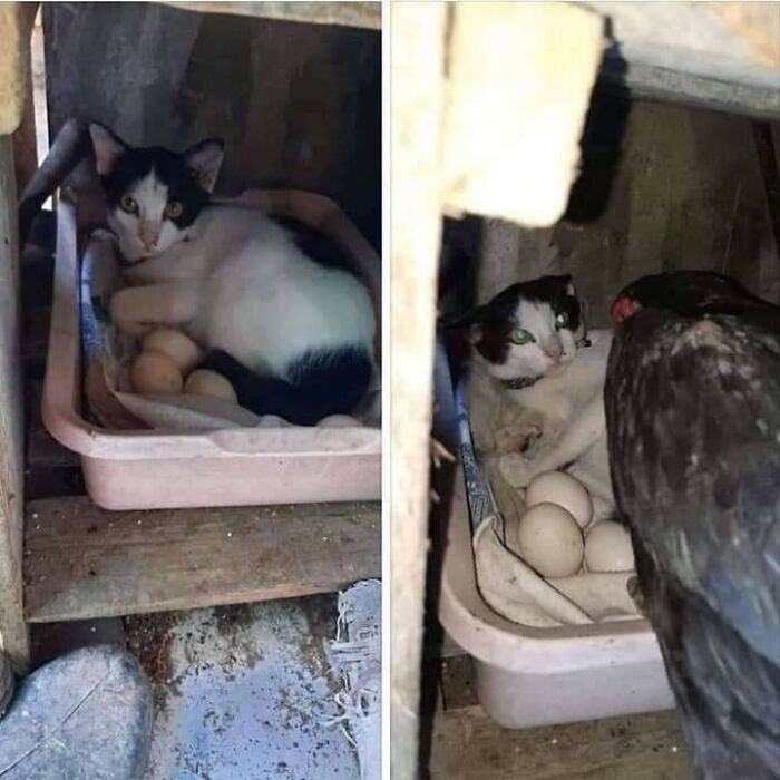 These 113 Adorable Animal Pics Are Basically Happiness in Photo Form