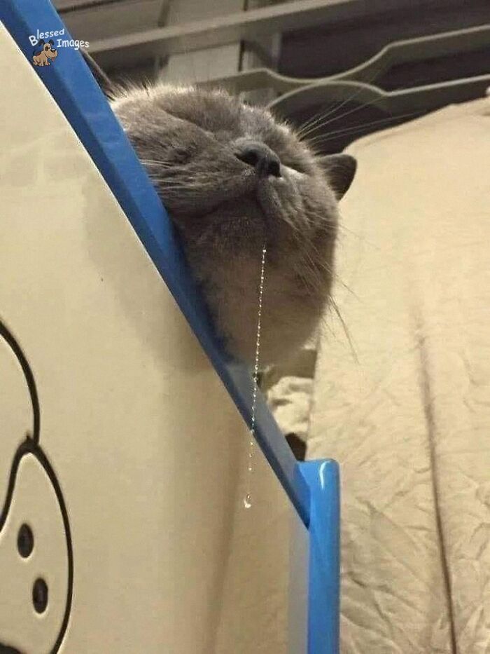 These 113 Adorable Animal Pics Are Basically Happiness in Photo Form