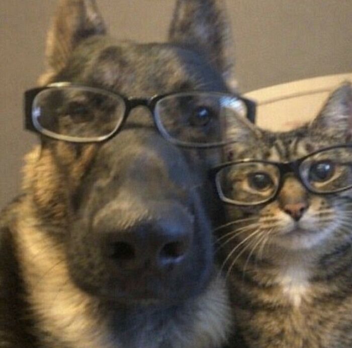 These 113 Adorable Animal Pics Are Basically Happiness in Photo Form