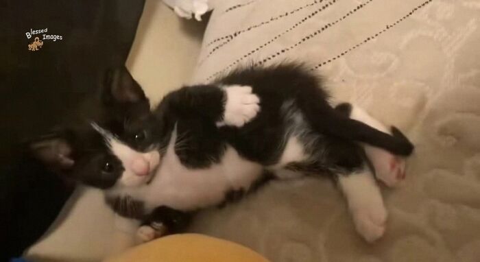 These 113 Adorable Animal Pics Are Basically Happiness in Photo Form