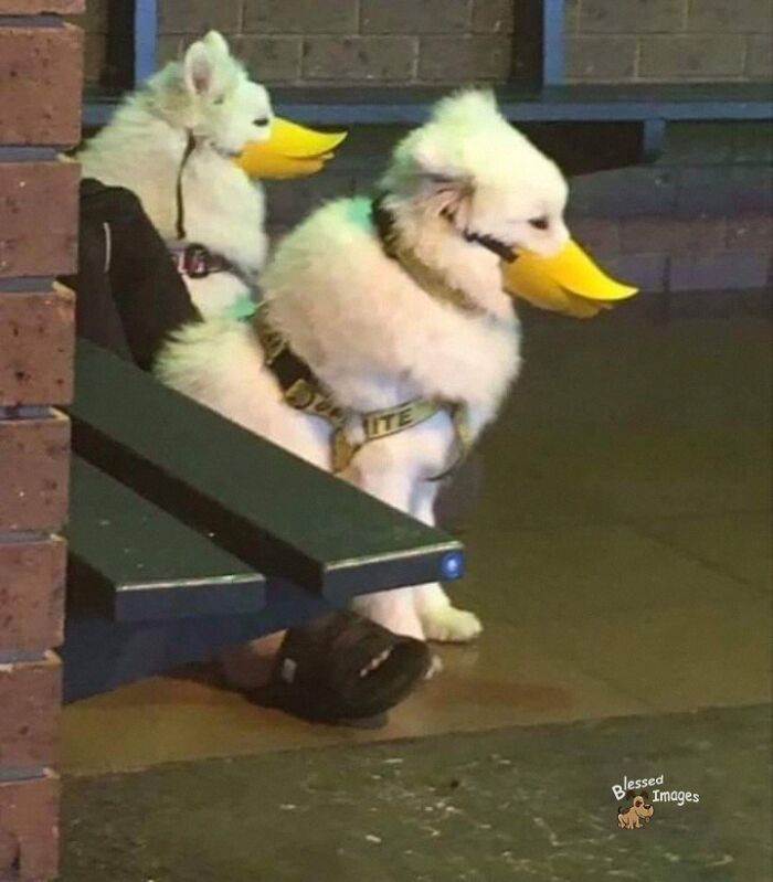 These 113 Adorable Animal Pics Are Basically Happiness in Photo Form