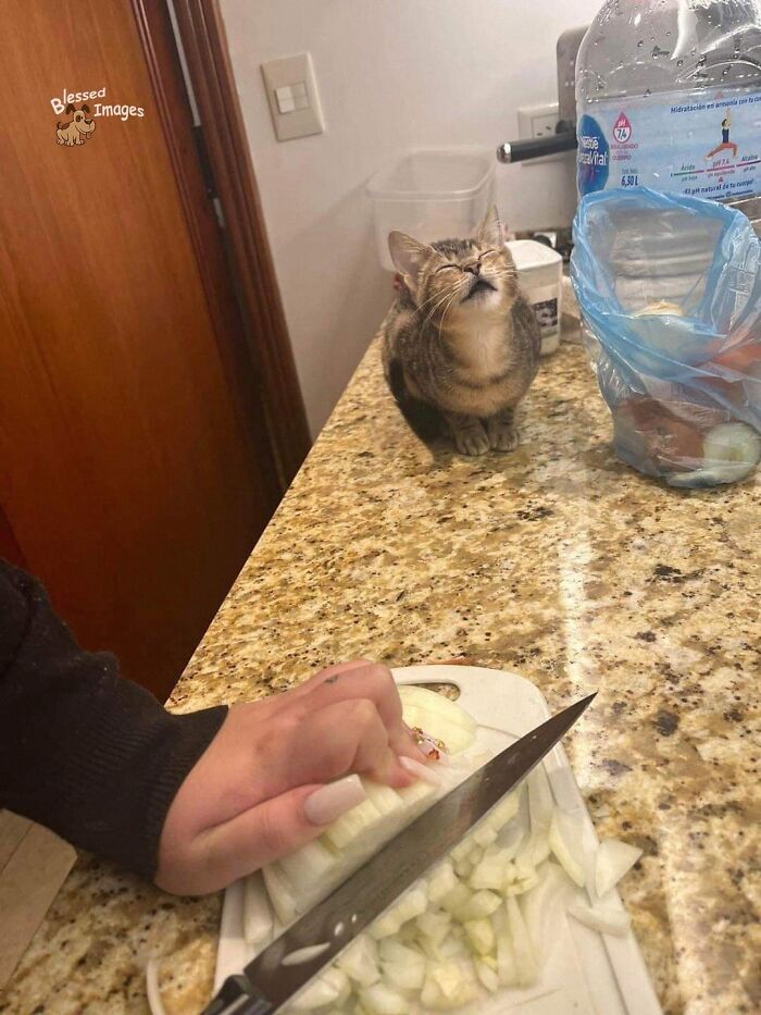 These 113 Adorable Animal Pics Are Basically Happiness in Photo Form