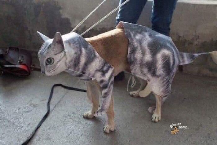 These 113 Adorable Animal Pics Are Basically Happiness in Photo Form